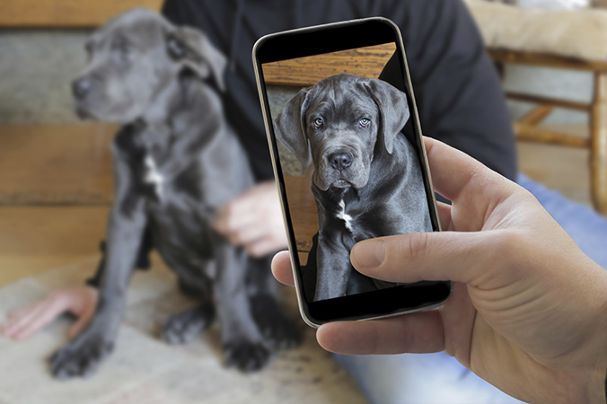 Closeup of smart phone in human hand showing cute dog