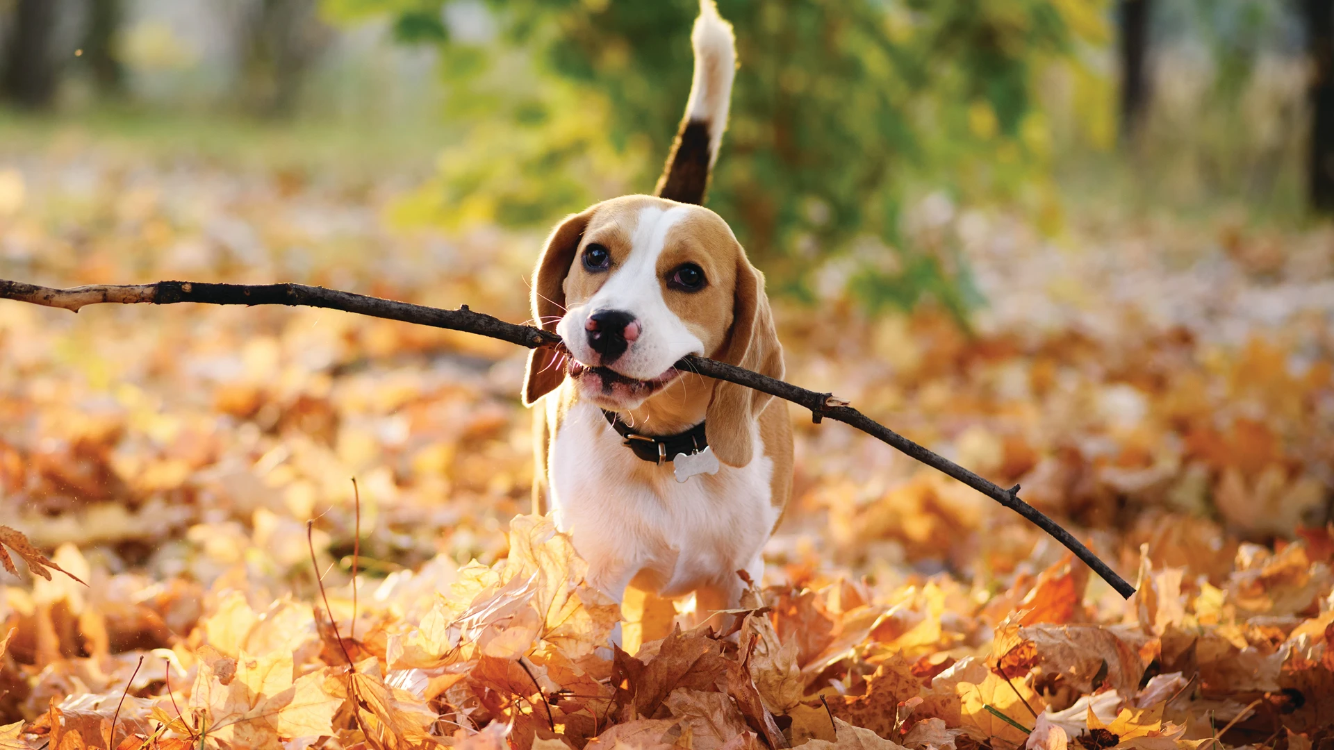 dog with stick