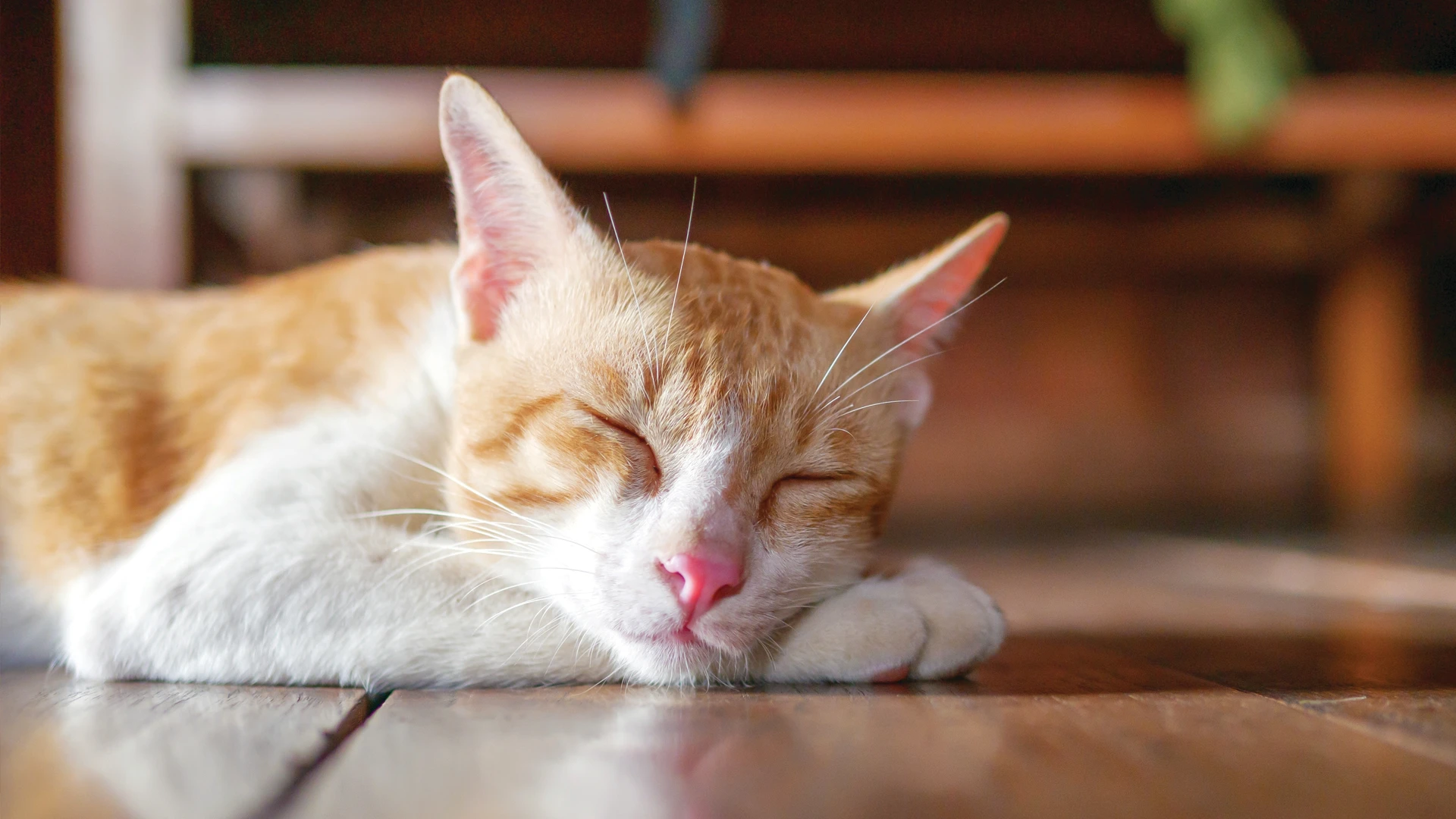 sleeping orange cat